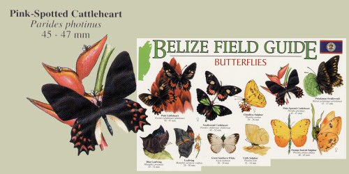 top part of 1 side of butterfly guide