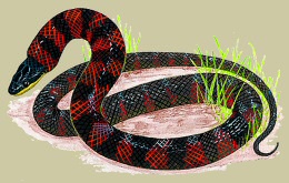 illustration of Fire-bellied Snake copyright (c) 2008 Mark Wainright, all rights reserved