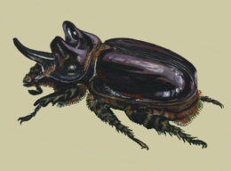 illustration of Rhinocerous Beetle (c) 2008 Enrique C. Leal, all rights reserved