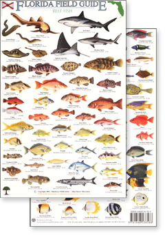 Florida Saltwater Fish Identification Chart