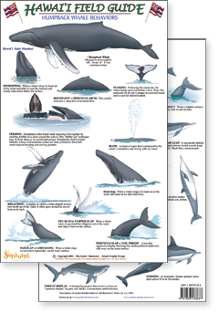 portion of Hawaii Humpback and Spinner Dolphin Behaviors field guide - click to view an enlargement of the field guide image  in a popup window