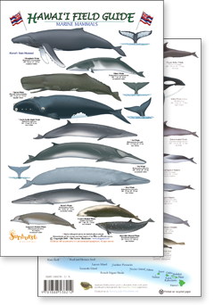 Hawaii Marine Mammals field guide - click to view an enlargement of the field guide image in a popup window