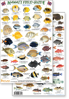 portion of Hawaii Reef Fish no. 1 guide - click to view an enlargement of the field guide image  in a popup window