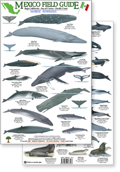 portion of Mexico marine mammal guide - click to view an enlargement of the field guide image  in a popup window