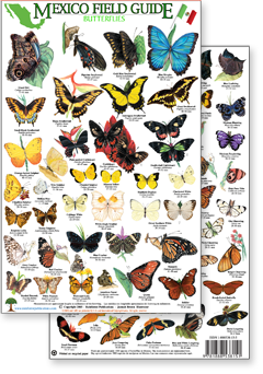 portion of Mexico butterfly guide - click to view an enlargement of the field guide image  in a popup window
