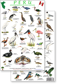 portion of Peru shore and wetland birds guide - click to view an enlargement of the field guide image  in a popup window