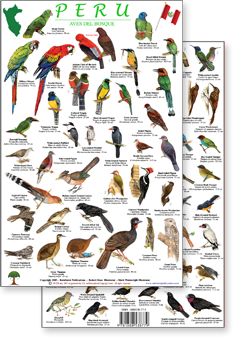 portion of Peru forest birds guide - click to view an enlargement of the field guide image  in a popup window