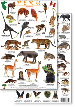 portion of Peru mammals guide - click to view an enlargement of the field guide image  in a popup window