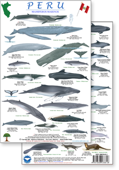 portion of Peru marine mammals guide - click to view an enlargement of the field guide image  in a popup window