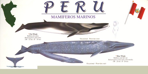 top part of 1 side of marine mammal guide