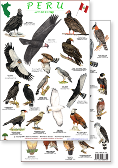 portion of Peru raptors guide - click to view an enlargement of the field guide image  in a popup window