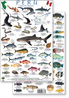 portion of Peru reef fish guide - click to view an enlargement of the field guide image  in a popup window