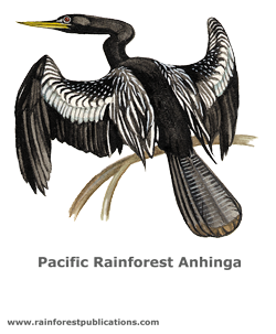 Pacific Rainforest Anhinga