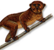 kinkajou