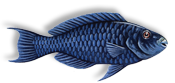 midnight parrotfish