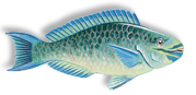 queen parrotfish