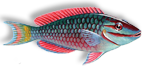 stoplight parrotfish