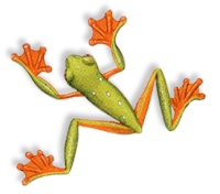 Squrrel's flying frog