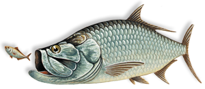 tarpon