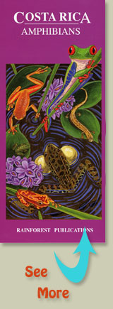 cover of Rainforest Publications Costa Rica Amphibians Pocket Guide