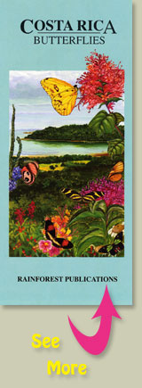 cover of Rainforest Publications Pocket Guide to the Butterflies of Costa Rica