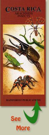 cover of Rainforest Publications Pocket Guide to the Arachnids and Insects of Costa Rica