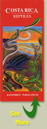 cover of Rainforest Publications Costa Rica Reptiles Pocket Guide