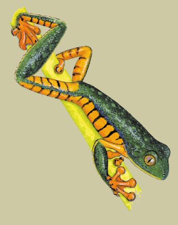 illustration of Barred Leaf Frog copyright (c) 2008 Mark Wainright, all rights reserved