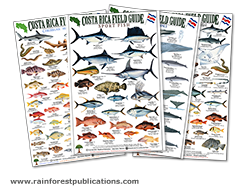 our flat Marine wildlife identification guides for Costa Rica