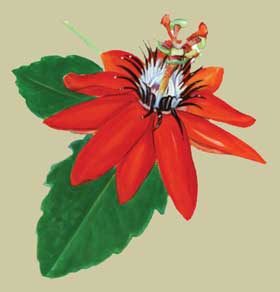 illustration of Crimson Passion Flower copyright (c) 20010 Enrique C. Leal, all rights reserved