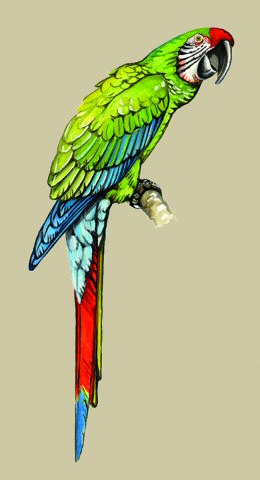 illustration of Great Green Macaw copyright (c) 2008 Robert Dean, all rights reserved