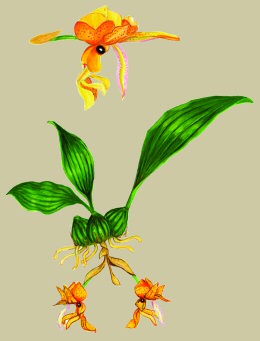 illustration of Horned Orchid, Stanhgoea copyright (c) 2008 Mark Wainright, all rights reserved