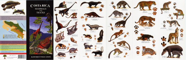image of one side of the Costa Rica mammal guide