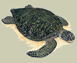 illustration of Pacific sea turtle by Mark Wainright copyright (c) 2010, all rights reserved
