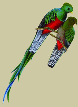 illustration of Resplendent Quetzal copyright (c) 2008 Mark Wainright, all rights reserved