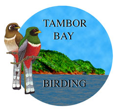 Tambor Bay Birding logo
