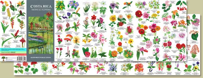 image of the Costa Rica Tropical Flowers guide