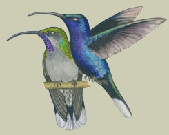 illustration of Violet Sabrewing copyright (c) 2017 Robert Dean, all rights reserved