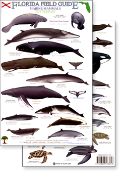 Florida marine mammal and sea turtle field guide - click to view an enlargement of the field guide image in a popup window