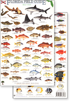 Tampa Bay Fish Chart