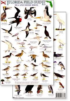 Florida sea and shore bird field guide - click to view an enlargement of the field guide image in a popup window
