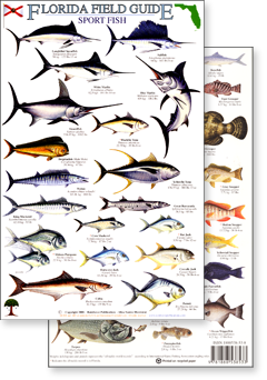 portion of Florida sport fish guide - click to view an enlargement of the field guide image  in a popup window