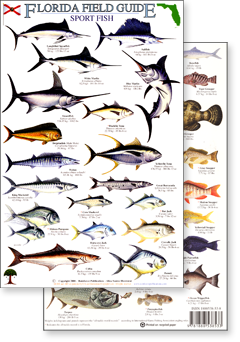 Florida Gulf Fish Chart