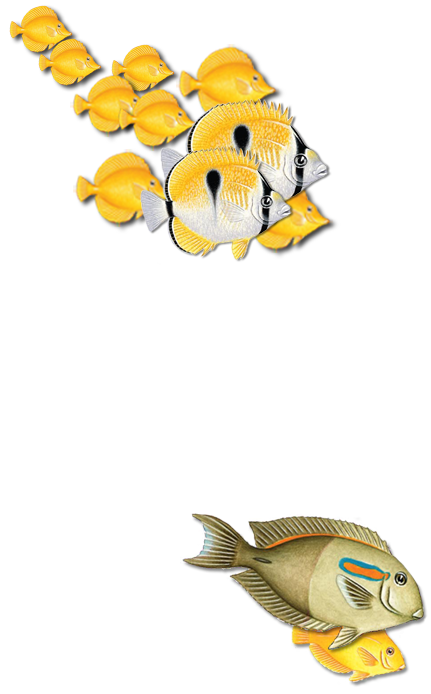 Teardrop Butterflyfish (kikakapu / Chaetodon unimaculatus) with Yellow Tangs (lau-i-pala / Zebrasoma flavescens ) and Orange Surgeonfish (na'ena'e / Acanthurus olivaceus ) with juvenile