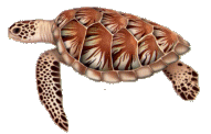 from the new Floria marmine mammals and sea turtles guide, illustration of the endangered Atlantic green sea turtle (Chelonia mydas) by Uko Gorter, © Copyright 2008 All Rights Reserved