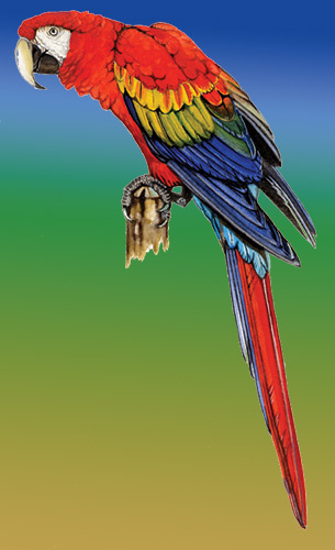 illustration of Scarlet Macaw copyright (c) 2008 Robert Dean, all rights reserved