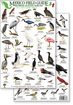 Shore Bird Identification Chart