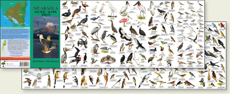 Nicaragua Pacific Slope birds pocket field guide