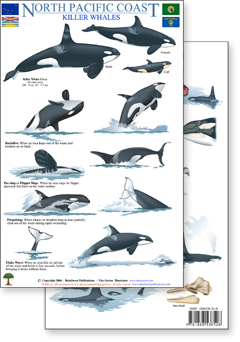 portion of North Pacific marine mammal field guide - click to view an enlargement of the field guide image  in a popup window