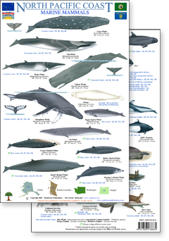 portion of North Pacific marine mammal field guide - click to view an enlargement of the field guide image  in a popup window